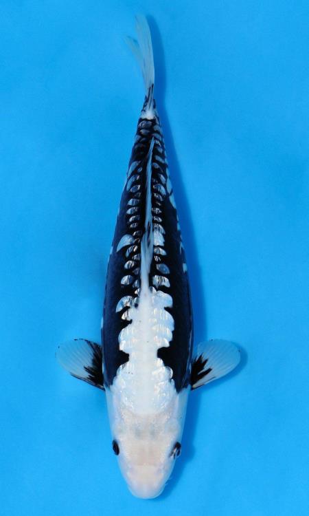 錦鯉52 吉田 隆一 | JPD Nusatic Koi's Xvaganza 2024 Handle by Koi