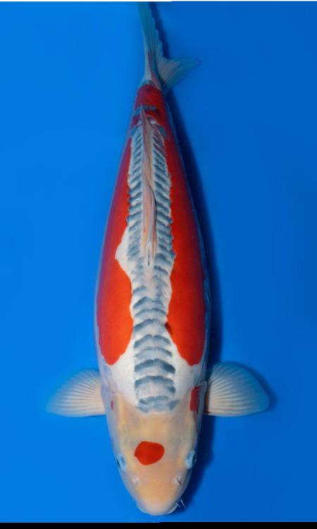 錦鯉ミックス Sサイズ 8~13cm(5匹) | チャーム