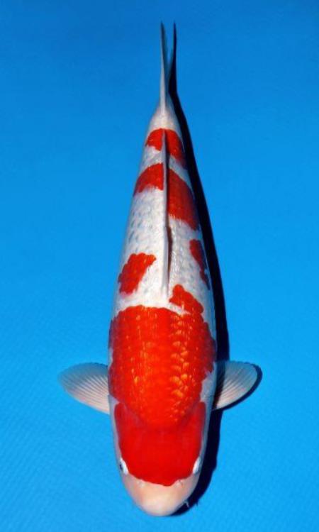 盃洗　角福　鯉　魚 第39回 錦鯉全国若鯉品評会 速報